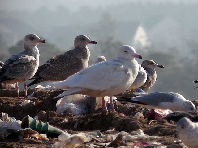 Glaucous Gull