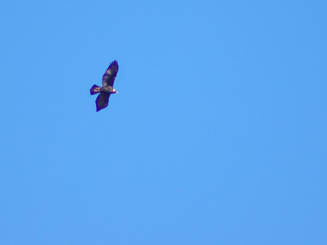 Golden Eagle