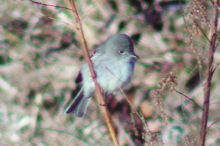 Gray Flycatcher