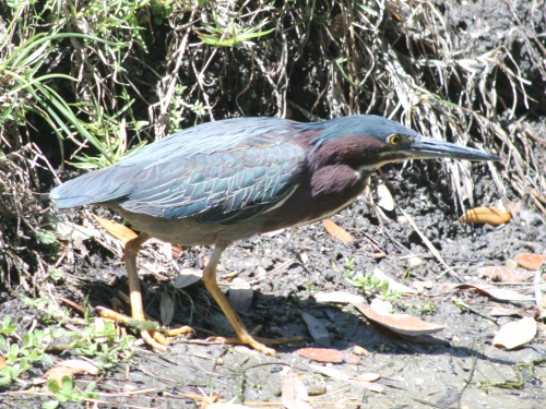 Green Heron