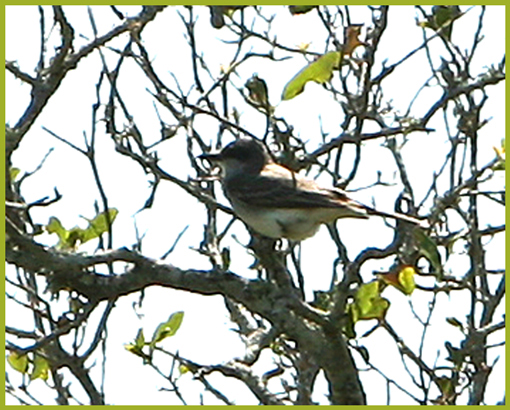 Gray Kingbird