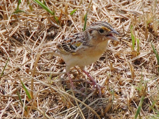 Grasshopper Sparrow