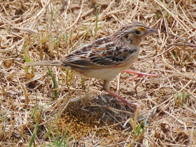 Grasshopper Sparrow