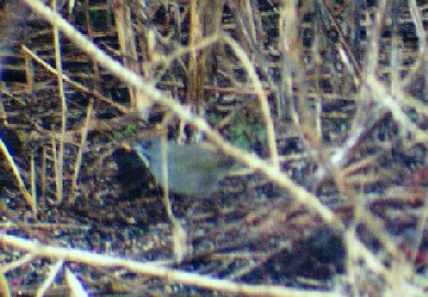 Green-tailed Towhee
