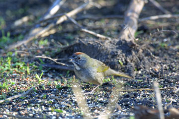 Green-tailed Towhee