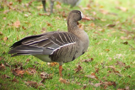 Greater White-fronted Goose