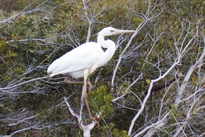 Great White Heron