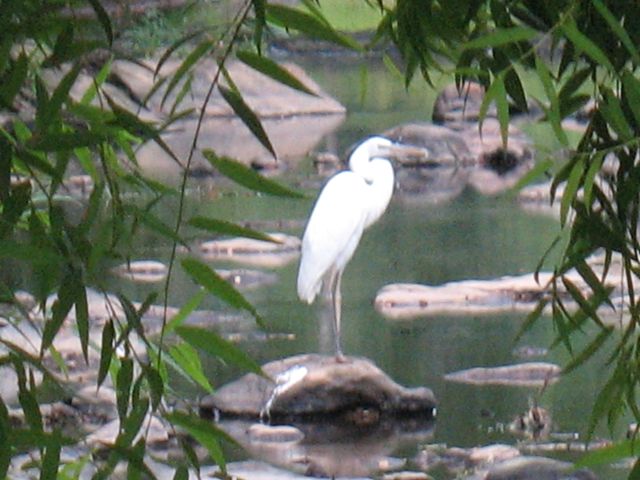 “Great White” Heron “Great White” Heron