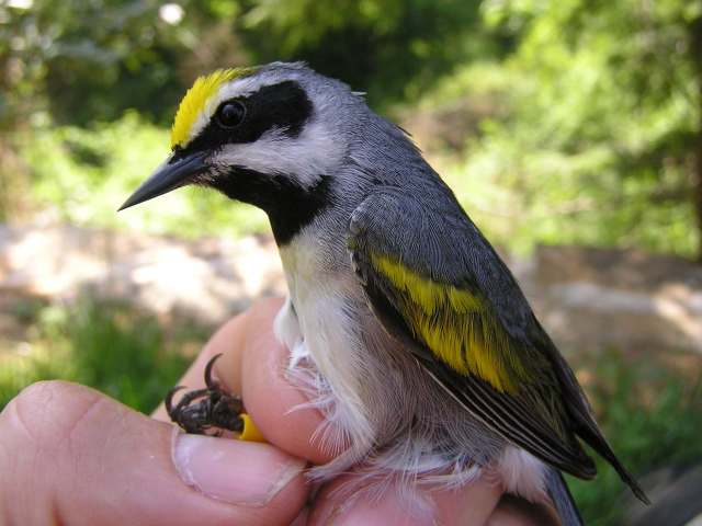 Golden-winged Warbler
