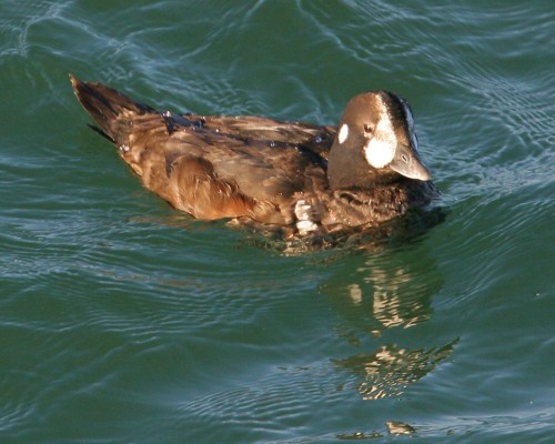 Common Eider and Harlequin Duck