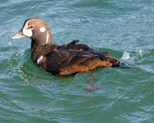 Common Eider and Harlequin Duck