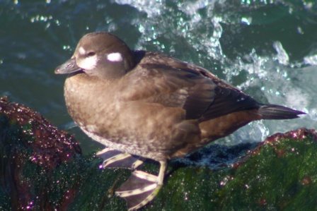 Harlequin Duck
