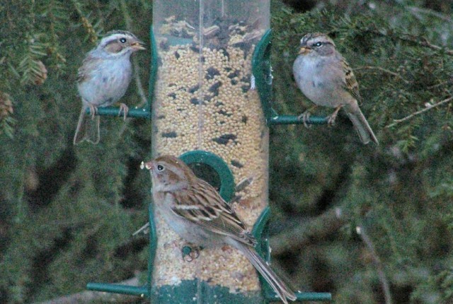 Clay-colored, Field and Chipping Sparrow