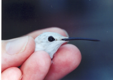 Ruby-throated Hummingbird