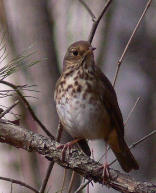 Hermit Thrush