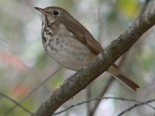 Hermit Thrush