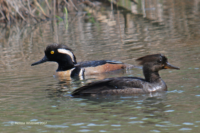 Hooded Mergansers