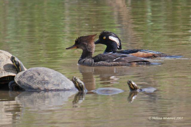 Hooded Mergansers