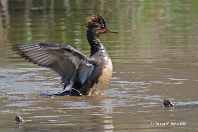Hooded Merganser