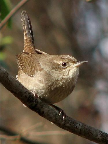 House Wren
