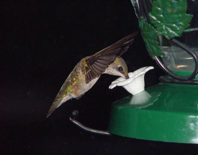 Ruby-throated Hummingbird