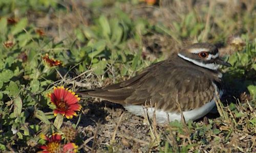 Killdeer