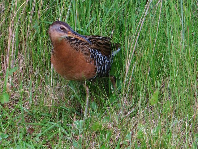 King Rail