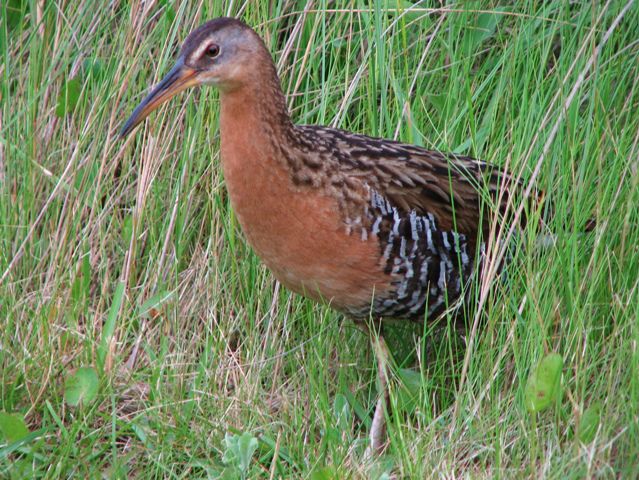 King Rail