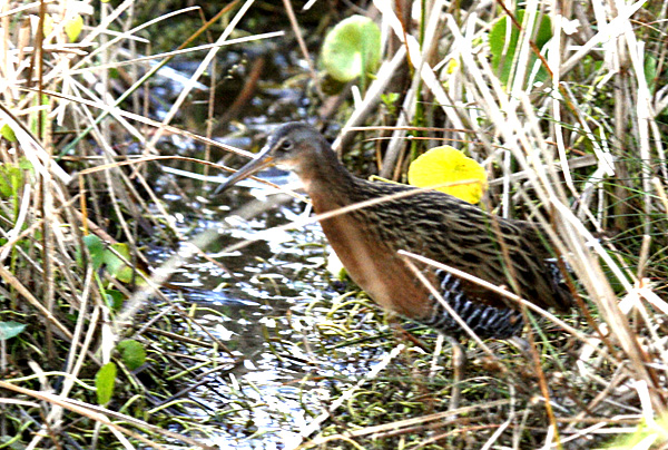 King Rail