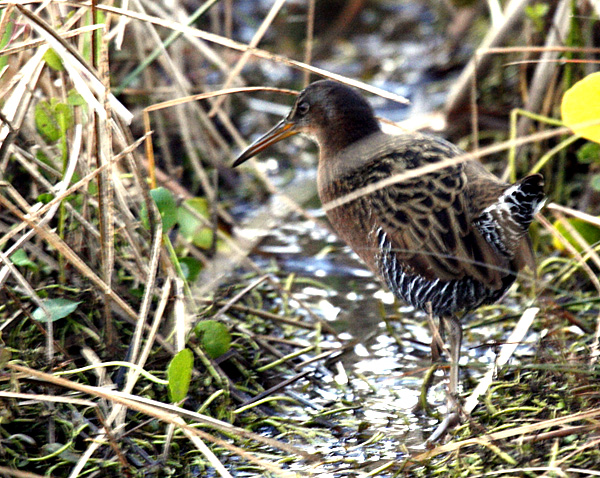 King Rail