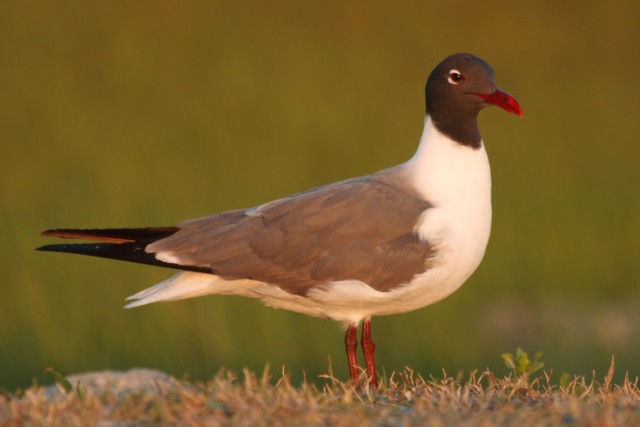 Laughing Gull