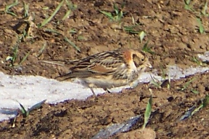 Lapland Longspur