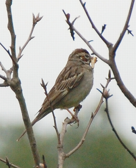 Lark Sparrow