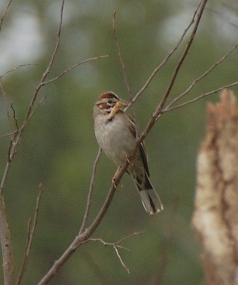 Lark Sparrow