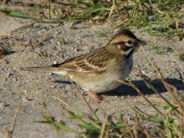 Lark Sparrow