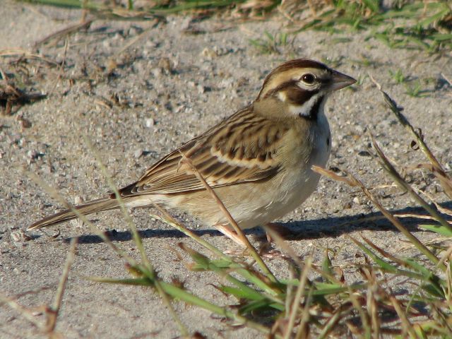 Lark Sparrow