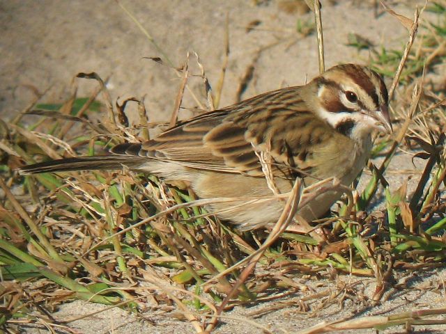 Lark Sparrow