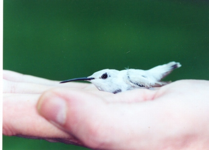 Ruby-throated Hummingbird