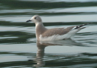 Sabine's Gull