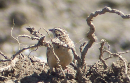 Smith's Longspur