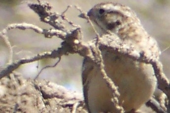 Smith's Longspur