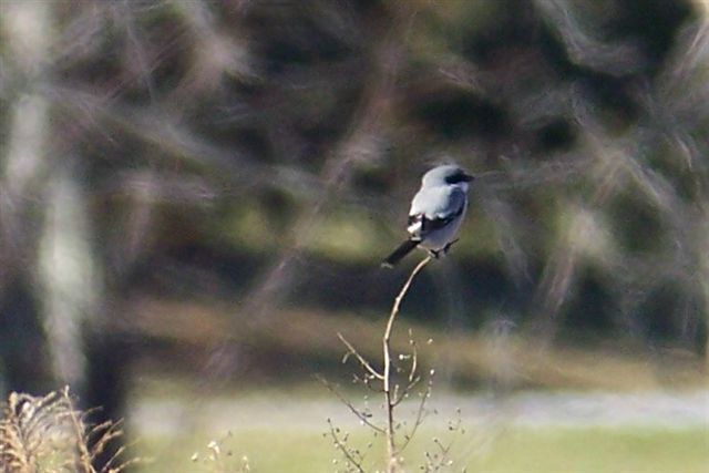 Loggerhead Shrike