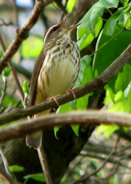 Louisiana Waterthrush