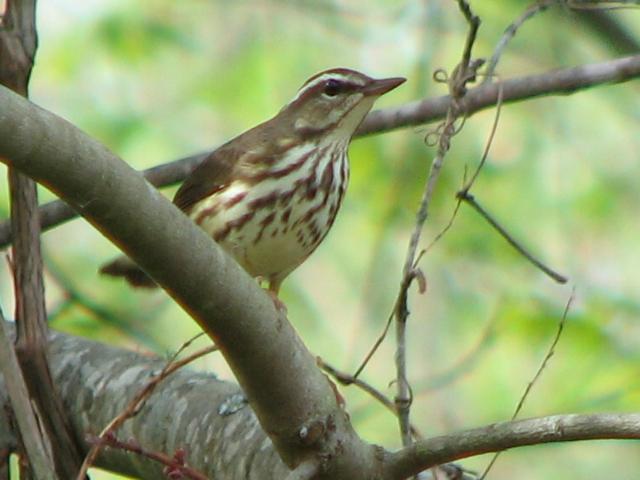 Louisiana Waterthrush