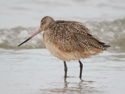 Marbled Godwit