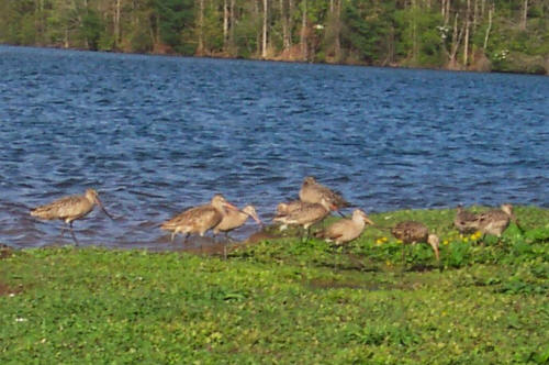 Marbled Godwit