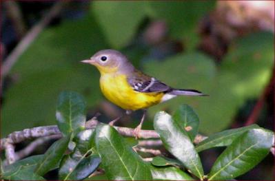 Magnolia Warbler