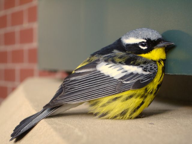 Magnolia Warbler