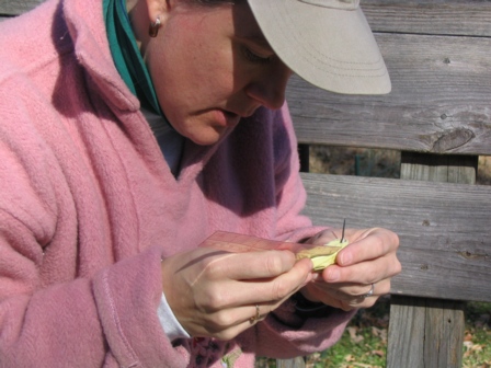 Black-chinned Hummingbird