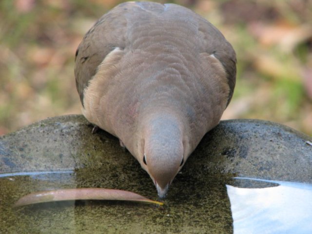 Mourning Dove